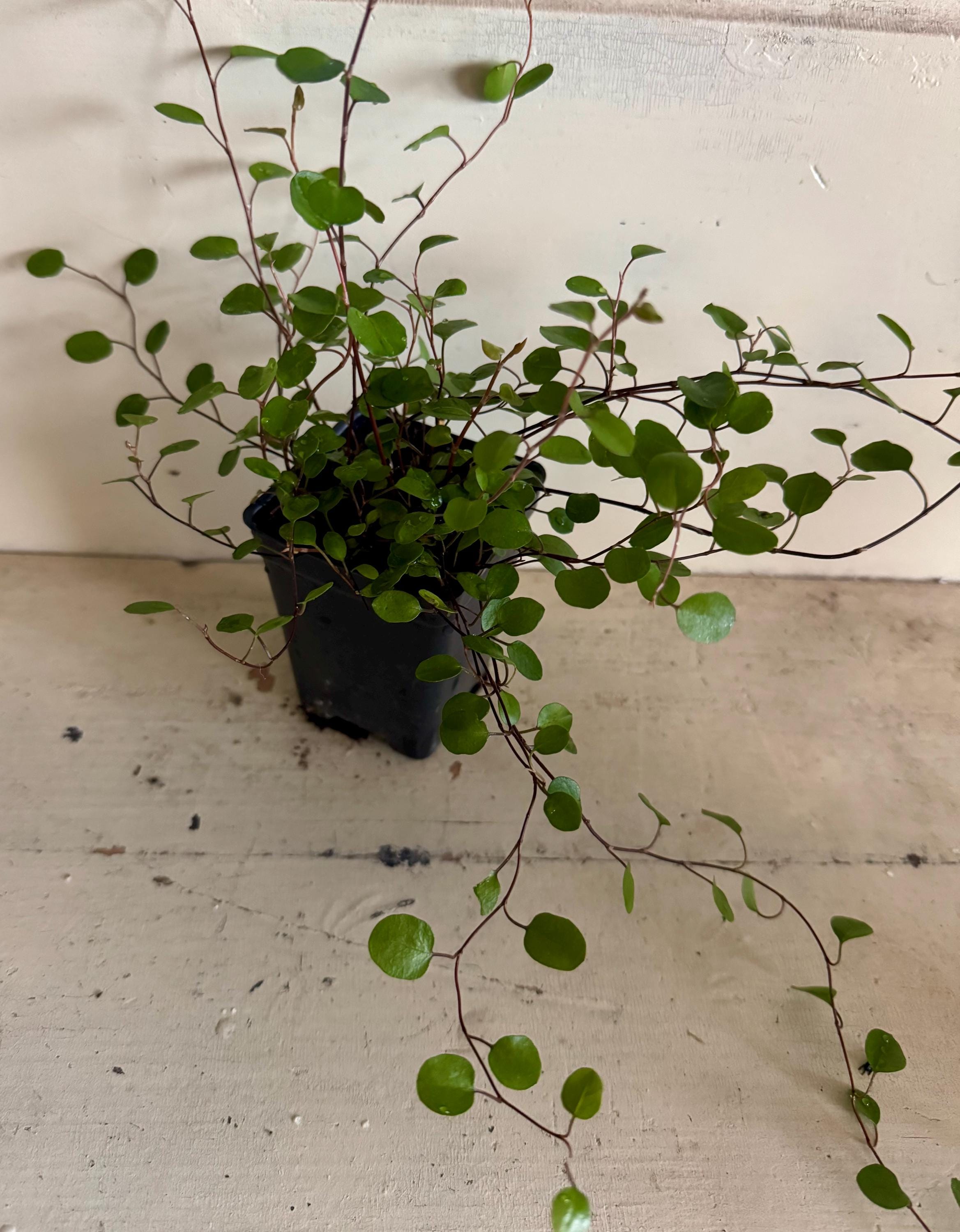 fake fiddle leaf fig 4ft Tall Fiddle-Leaf Fig Tree