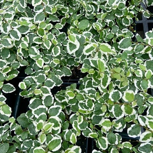 Variegated Creeping Fig Ficus Pumila image 2