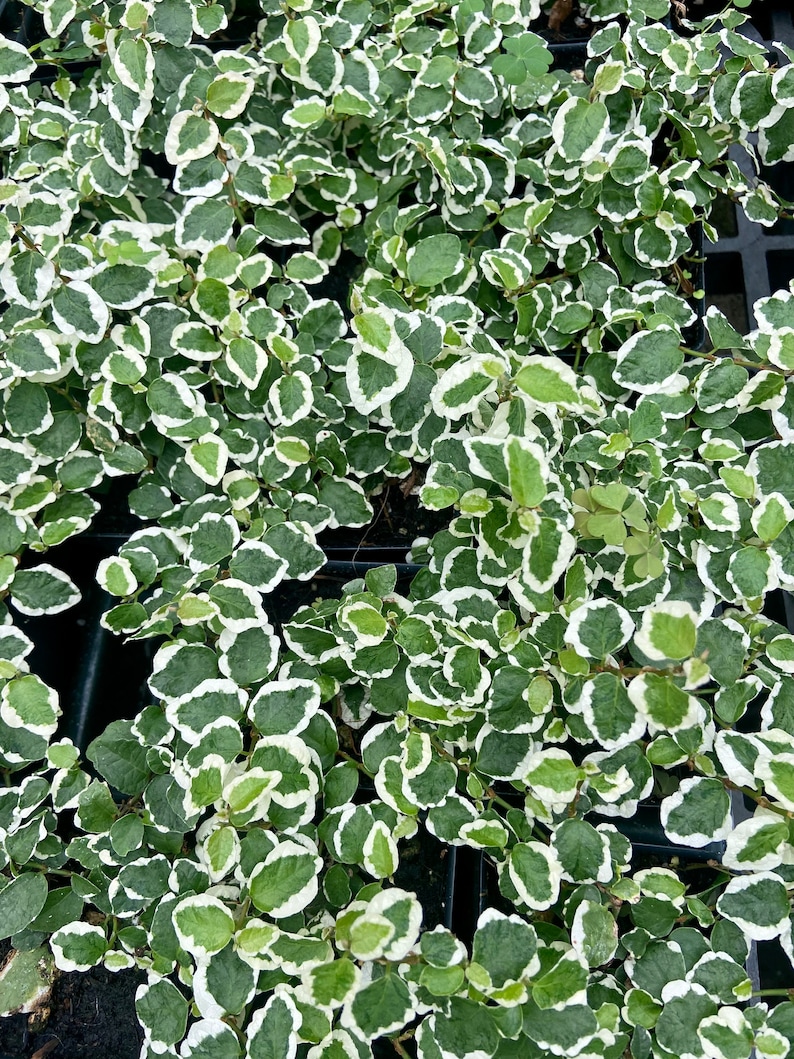 Variegated Creeping Fig Ficus Pumila image 2