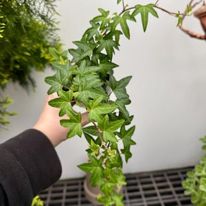 May include: A green ivy plant with star-shaped leaves growing in a pot. The plant is hanging down and has a long stem.