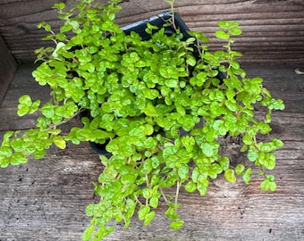 Baby Tears, Angel Tears, Soleirolia Soleirolii