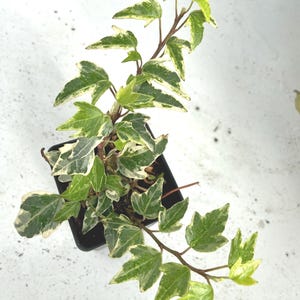 Glacier Ivy, Hedera Helix, Varigated, Live indoor Trailing Plant