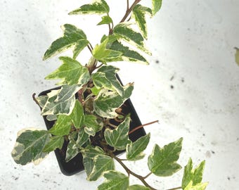 Glacier Ivy, Hedera Helix, Varigated, Live indoor Trailing Plant