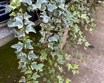 Variegated Ivy Rooted 3inch Pot