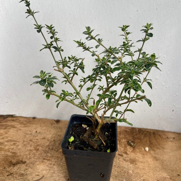 Serissa Japonica, bonsai, Tree of a Thousand Stars