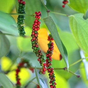 May include: Close-up of green and red peppercorns growing on a vine. The peppercorns are arranged in clusters and are attached to the vine by thin stems. The peppercorns are a popular spice used in cooking.