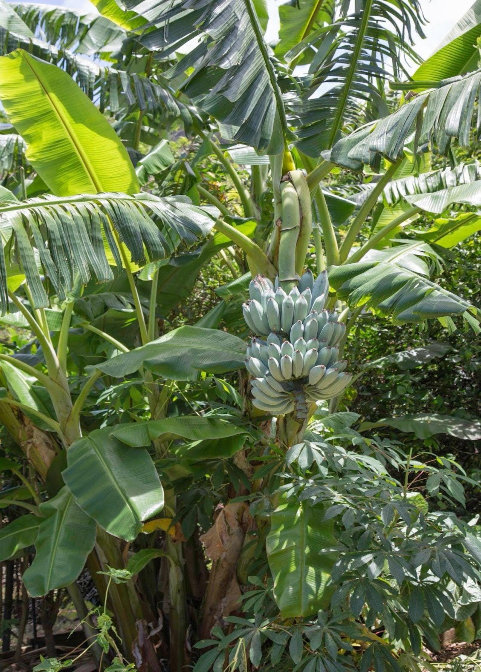 Banana 'blue Java' (musa Acuminata × Balbisiana) - Etsy