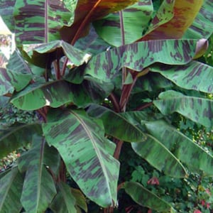 May include: A close-up of a banana plant with large, green leaves with dark purple stripes. The leaves are arranged in a fan shape, with the tallest leaf reaching up towards the sky. The plant is growing in a pot, and the soil is visible around the base of the plant.