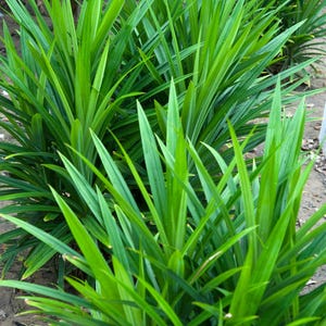 May include: A close-up of a group of green pandan plants with long, narrow leaves. The plants are growing in a row, and the leaves are all pointing in the same direction.