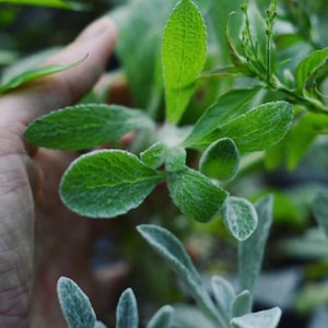 May include: Close-up of a green leafy plant with soft, fuzzy, silver-green leaves. The plant has a delicate, feathery texture.
