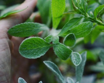 Greek Mountain Tea (Sideritis scardica)