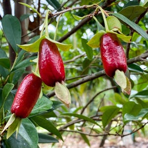 May include: Three red bell-shaped fruits hanging from a branch with green leaves. The fruits are shiny and have a pointed tip.