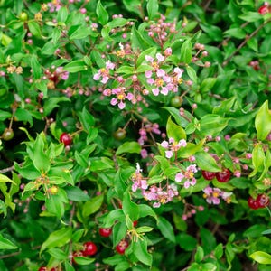 May include: A close-up of a green bush with pink flowers and red berries. The bush is in full bloom and the flowers are delicate and beautiful. The berries are small and round, and they add a pop of color to the bush.