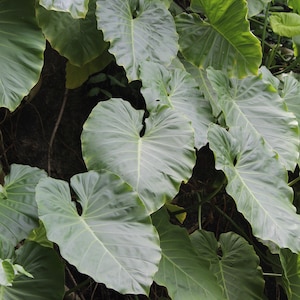 May include: A close-up of large, green, heart-shaped leaves with prominent veins. The leaves are arranged in a dense, overlapping pattern, creating a lush and tropical feel.