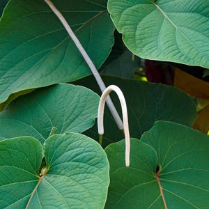 May include: Close-up of a vine with large, heart-shaped, green leaves and long, white tendrils.