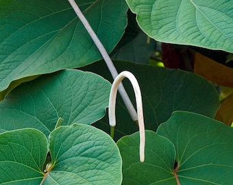 Hoja Santa (Piper auritum)