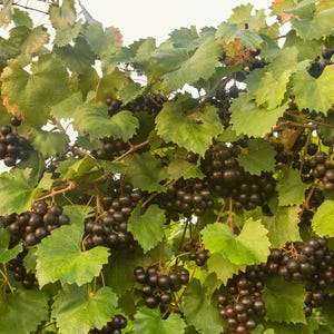 May include: A close-up of a grapevine with clusters of dark purple grapes hanging from the branches. The leaves are green and lush, and the grapes are ripe and ready to be harvested.