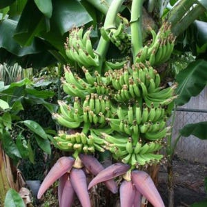 May include: A banana tree with a large bunch of green bananas and a cluster of pink banana blossoms.