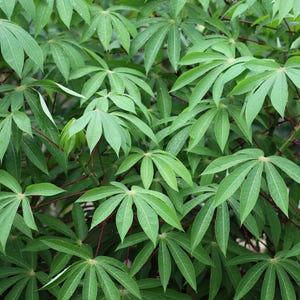 May include: A close-up of a lush green cassava plant with large, deeply lobed leaves. The leaves are arranged in a dense, overlapping pattern, creating a textured and vibrant background.