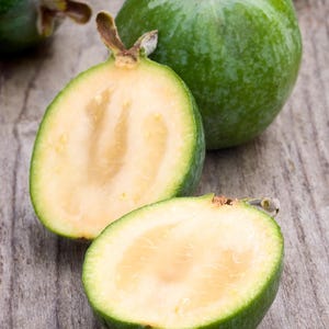 Pineapple Guava (Feijoa sellowiana)
