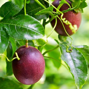 May include: Two ripe passion fruit hanging from a vine with green leaves. The fruit are a deep purple color and have a smooth texture.