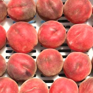 May include: A close-up of a basket of red peaches. The peaches are arranged in rows and are all about the same size. They have a smooth, slightly fuzzy skin.