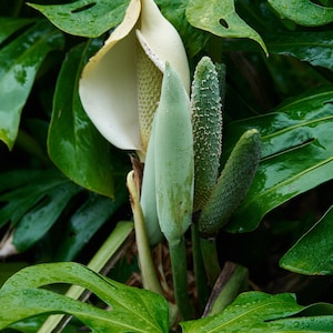 May include: A close-up of a white flower bud with green leaves. The flower bud is surrounded by several other green buds.