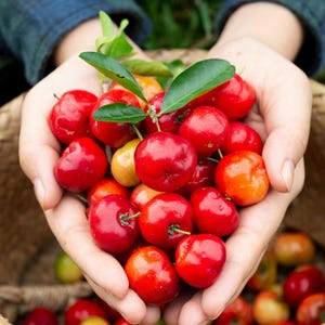 May include: A person's hands holding a handful of bright red acerola cherries, with green leaves still attached. The cherries are in a woven basket filled with more cherries.