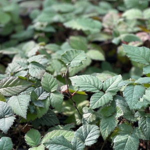 May include: Close-up of a patch of green leafy plants. The leaves are a deep green color and have a slightly textured surface. The plants are growing in a row and are all about the same size.