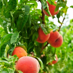 Peach &#39;Uf Best&#39; (Prunus Persica)