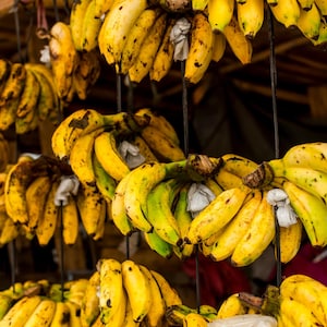 May include: A bunch of yellow bananas hanging from a wooden rack. The bananas are ripe and have brown spots. The bananas are arranged in rows and are ready to be purchased.