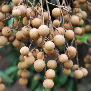 May include: A branch of a tree laden with numerous light brown longan fruits.