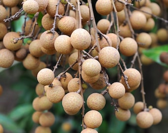 Longan, Pink 'Sri Chompoo' (Dimocarpus longan)