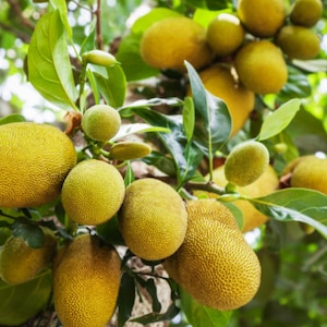May include: A jackfruit tree laden with ripe, yellow jackfruits. The fruits are hanging from the branches, some are partially obscured by leaves.