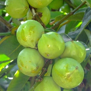 Gamboge (Garcinia xanthochymus)