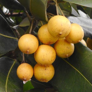May include: A cluster of yellow, round fruits hanging from a tree branch with green leaves.