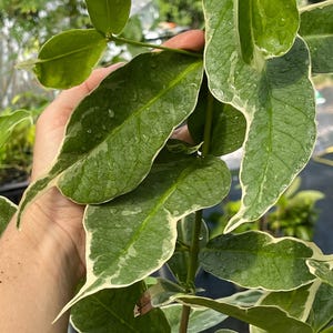 Malay Apple, Variegated (Syzygium malaccense)