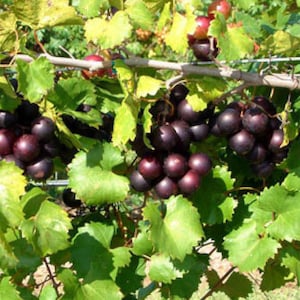 May include: Close-up of a grapevine with clusters of ripe, dark purple grapes. The grapes are round and plump, contrasting with the bright green leaves. The image captures the natural beauty of a vineyard.
