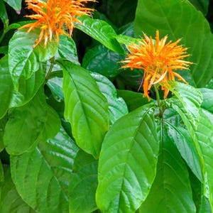 May include: Close-up of a plant with bright orange flowers and large, green leaves. The flowers are clustered together and have a spiky appearance.