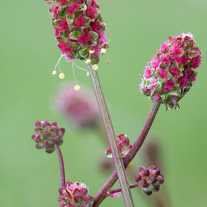 May include: A close-up of a pink and green flower with a long stem. The flower is in bloom and has a fuzzy texture.