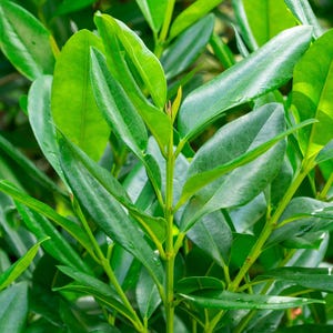 May include: Close-up of a green leafy plant with long, narrow leaves. The leaves are arranged in a dense, overlapping pattern, creating a lush and textured appearance.