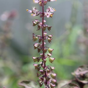 Tulsi &#39;Krishna&#39; (Ocimum tenuiflorum)