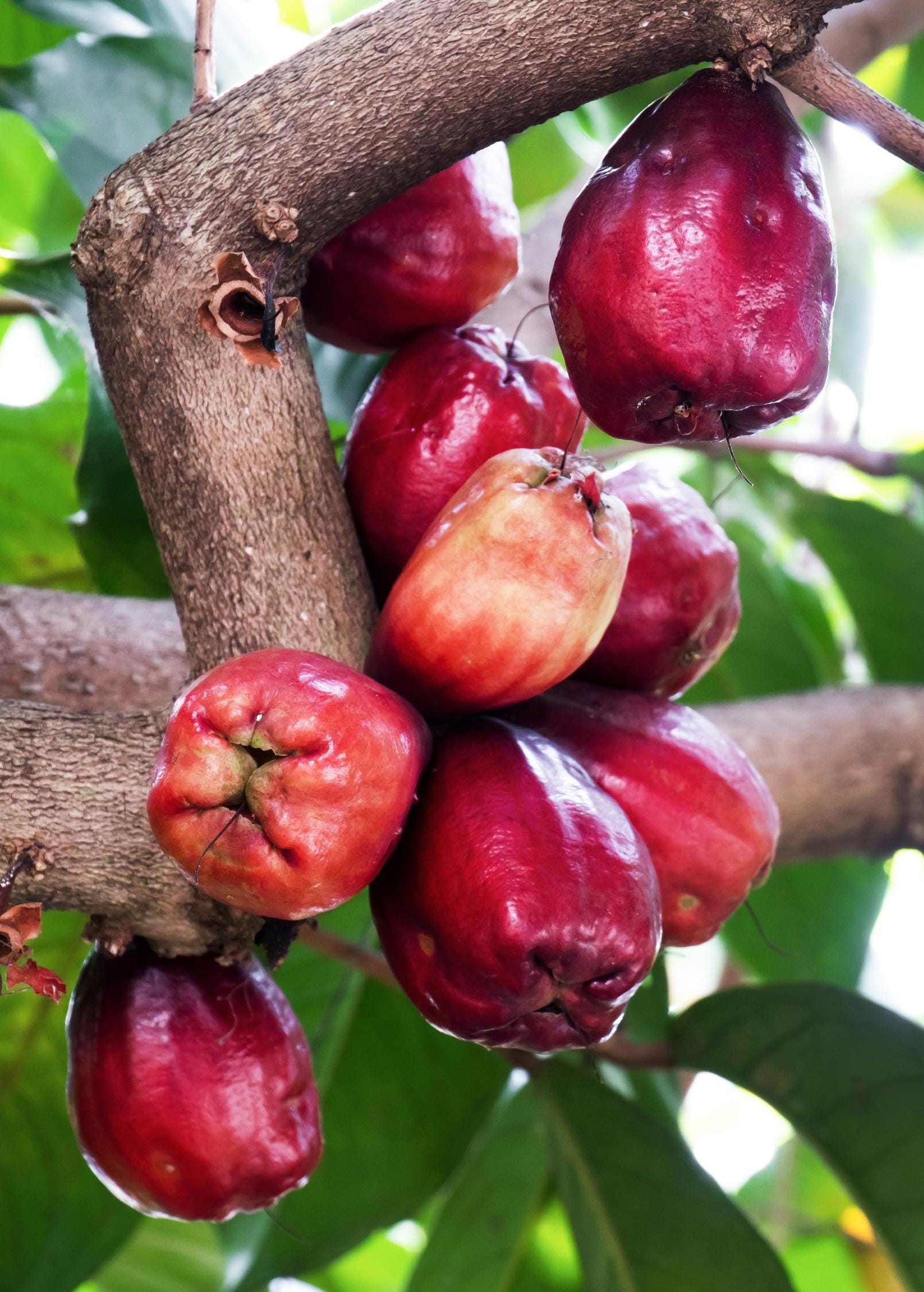 Malay Apple (Syzygium malaccense)