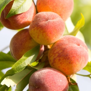 Peach &#39;Tropic Beauty&#39; (Prunus persica)