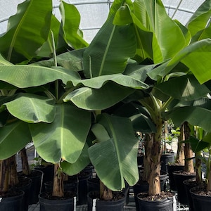 May include: A row of banana plants in black pots, growing in a greenhouse. The plants have large, green leaves and are ready to be planted.