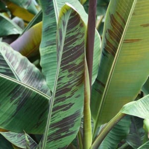 May include: Close-up of a banana plant with large, green leaves with dark green stripes. The leaves are arranged in a fan shape, with the center of the plant visible.
