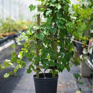 May include: A green grapevine plant growing on a wooden trellis in a black pot. The plant is sitting on a purple stool.