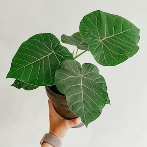 Rock Fig (Ficus petiolaris)