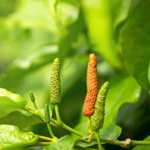 May include: Close-up of a green plant with small, red and green peppercorns. The peppercorns are growing on the plant's stems.