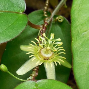 May include: A close-up of a light green passionflower with yellow pollen and a small ant on the center of the flower.